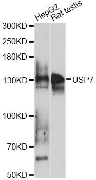 USP7 / HAUSP Antibody - Western blot analysis of extracts of various cell lines, using USP7 antibody at 1:1000 dilution. The secondary antibody used was an HRP Goat Anti-Rabbit IgG (H+L) at 1:10000 dilution. Lysates were loaded 25ug per lane and 3% nonfat dry milk in TBST was used for blocking. An ECL Kit was used for detection and the exposure time was 10s.