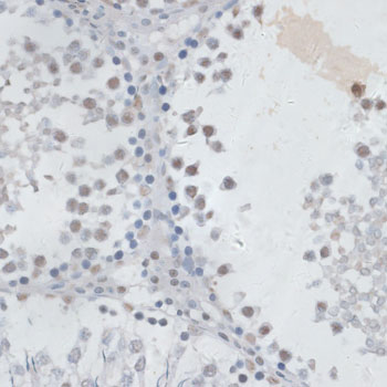 USP7 / HAUSP Antibody - Immunohistochemistry of paraffin-embedded rat testis using USP7 antibody at dilution of 1:100 (40x lens).