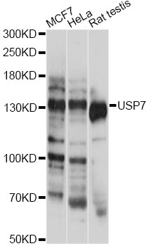 USP7 / HAUSP Antibody - Western blot analysis of extracts of various cell lines, using USP7 antibody at 1:1000 dilution. The secondary antibody used was an HRP Goat Anti-Rabbit IgG (H+L) at 1:10000 dilution. Lysates were loaded 25ug per lane and 3% nonfat dry milk in TBST was used for blocking. An ECL Kit was used for detection and the exposure time was 30s.