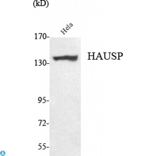 USP7 / HAUSP Antibody - Western Blot (WB) analysis using HAUSP Monoclonal Antibody against HeLa cell lysate.