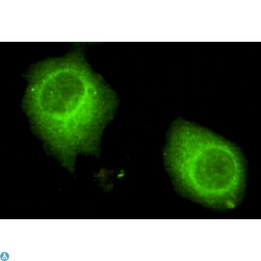 USP7 / HAUSP Antibody - Immunofluorescence (IF) analysis of HeLa cells using HAUSP Monoclonal Antibody.