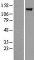 USP7 / HAUSP Protein - Western validation with an anti-DDK antibody * L: Control HEK293 lysate R: Over-expression lysate