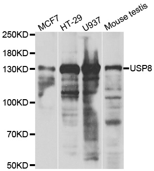 USP8 / UBPY Antibody - Western blot analysis of extracts of various cell lines.