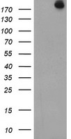 USP9X / FAM Antibody - HEK293T cells were transfected with the pCMV6-ENTRY control (Left lane) or pCMV6-ENTRY USP9X (Right lane) cDNA for 48 hrs and lysed. Equivalent amounts of cell lysates (5 ug per lane) were separated by SDS-PAGE and immunoblotted with anti-USP9X.