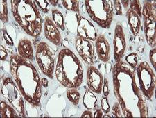 USP9X / FAM Antibody - IHC of paraffin-embedded Human Kidney tissue using anti-USP9X mouse monoclonal antibody.