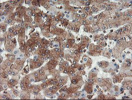 USP9X / FAM Antibody - IHC of paraffin-embedded Human liver tissue using anti-USP9X mouse monoclonal antibody.