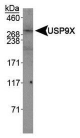 USP9X / FAM Antibody - Western Blot: USP9x Antibody - Analysis of USP9X in NIH/3T3 whole cell lysate.  This image was taken for the unconjugated form of this product. Other forms have not been tested.