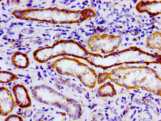 USP9X / FAM Antibody - Immunohistochemistry image of paraffin-embedded human kidney tissue at a dilution of 1:100