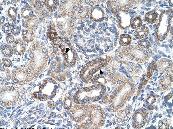 UST Antibody - UST antibody UST(uronyl-2-sulfotransferase) Antibody was used in IHC to stain formalin-fixed, paraffin-embedded human kidney.  This image was taken for the unconjugated form of this product. Other forms have not been tested.