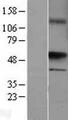 UST Protein - Western validation with an anti-DDK antibody * L: Control HEK293 lysate R: Over-expression lysate