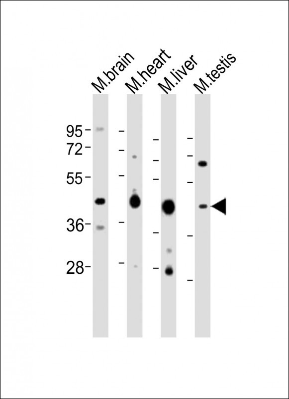 UTF1 Antibody - All lanes: Anti-Utf1 Antibody (C-term) at 1:2000 dilution. Lane 1: mouse brain lysates. Lane 2: mouse heart lysates. Lane 3: mouse liver lysates. Lane 4: mouse testis lysates Lysates/proteins at 20 ug per lane. Secondary Goat Anti-Rabbit IgG, (H+L), Peroxidase conjugated at 1:10000 dilution. Predicted band size: 36 kDa. Blocking/Dilution buffer: 5% NFDM/TBST.