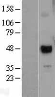 UTF1 Protein - Western validation with an anti-DDK antibody * L: Control HEK293 lysate R: Over-expression lysate