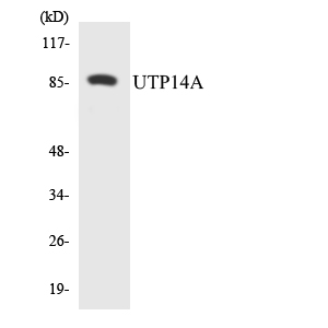 UTP14A Antibody - Western blot analysis of the lysates from 293 cells using UTP14A antibody.