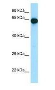 UTP15 Antibody - UTP15 antibody Western Blot of Mouse Pancreas.  This image was taken for the unconjugated form of this product. Other forms have not been tested.