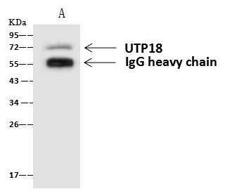 UTP18 Antibody - UTP18 was immunoprecipitated using: Lane A: 0.5 mg U-251MG Whole Cell Lysate. 4 uL anti-UTP18 rabbit polyclonal antibody and 60 ug of Immunomagnetic beads Protein A/G. Primary antibody: Anti-UTP18 rabbit polyclonal antibody, at 1:100 dilution. Secondary antibody: Goat Anti-Rabbit IgG (H+L)/HRP at 1/10000 dilution. Developed using the ECL technique. Performed under reducing conditions. Predicted band size: 62 kDa. Observed band size: 70 kDa.