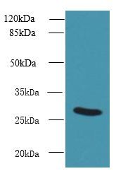 UTP23 Antibody - Western blot. All lanes: UTP23 antibody at 7 ug/ml+ Mouse liver tissue Goat polyclonal to rabbit at 1:10000 dilution. Predicted band size: 28 kDa. Observed band size: 28 kDa.