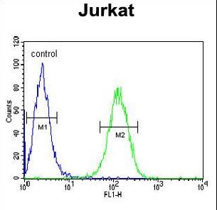 UTP6 Antibody - UTP6 Antibody flow cytometry of Jurkat cells (right histogram) compared to a negative control cell (left histogram). FITC-conjugated goat-anti-rabbit secondary antibodies were used for the analysis.