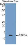 UTS2 / Urotensin II Antibody - Western blot of recombinant UTS2 / Urotensin II.  This image was taken for the unconjugated form of this product. Other forms have not been tested.