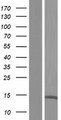 UTS2B / U2B Protein - Western validation with an anti-DDK antibody * L: Control HEK293 lysate R: Over-expression lysate