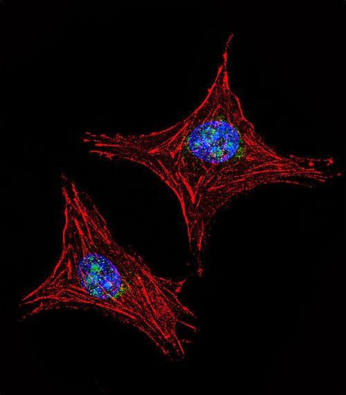 UTY Antibody - Confocal immunofluorescence of UTY Antibody with MDA-MB231 cell followed by Alexa Fluor 488-conjugated goat anti-rabbit lgG (green). Actin filaments have been labeled with Alexa Fluor 555 phalloidin (red). DAPI was used to stain the cell nuclear (blue).