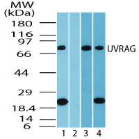 UVRAG Antibody - Western blot of UVRAG in human heart lysate in the 1) absence and 2) presence of immunizing peptide, 3) mouse heart and 4) rat heart using Peptide-affinity Purified Polyclonal Antibody to UVRAG at 1.0 ug/ml, 0.5 ug/ml and 0.5 ug/ml, respectively.