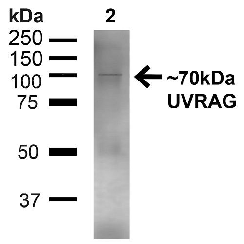UVRAG Antibody - Western blot analysis of Human Embryonic kidney epithelial cell line (HEK293T) lysate showing detection of ~70kDa UVRAG protein using Rabbit Anti-UVRAG Polyclonal Antibody. Lane 1: MW Ladder. Lane 2: Human 293T (20 µg). Load: 20 µg. Block: 5% milk + TBST for 1 hour at RT. Primary Antibody: Rabbit Anti-UVRAG Polyclonal Antibody  at 1:1000 for 1 hour at RT. Secondary Antibody: Goat Anti-Rabbit: HRP at 1:2000 for 1 hour at RT. Color Development: TMB solution for 12 min at RT. Predicted/Observed Size: ~70kDa.