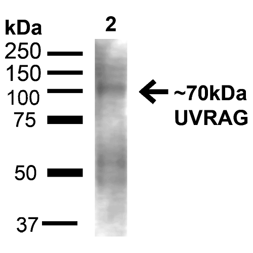 UVRAG Antibody - Western blot analysis of Rat Liver showing detection of ~70kDa UVRAG protein using Rabbit Anti-UVRAG Polyclonal Antibody. Lane 1: MW Ladder. Lane 2: Rat Liver (20 µg). Load: 20 µg. Block: 5% milk + TBST for 1 hour at RT. Primary Antibody: Rabbit Anti-UVRAG Polyclonal Antibody  at 1:1000 for 1 hour at RT. Secondary Antibody: Goat Anti-Rabbit: HRP at 1:2000 for 1 hour at RT. Color Development: TMB solution for 12 min at RT. Predicted/Observed Size: ~70kDa.