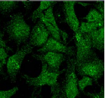 UVRAG Antibody - Detection of UVRAG in formaldehyde-fixed neuroblastoma SK-N-BE cells.