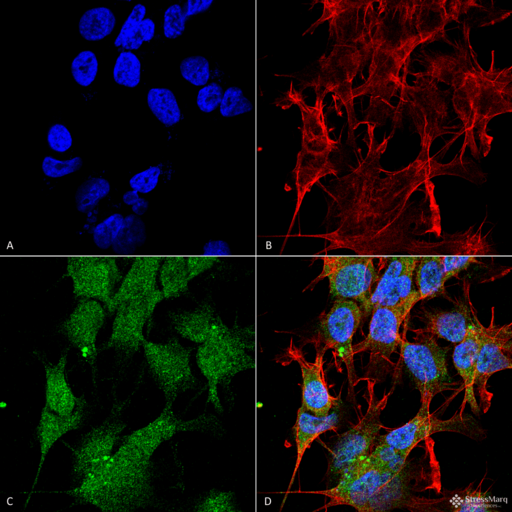 UVRAG Antibody - Immunocytochemistry/Immunofluorescence analysis using Rabbit Anti-UVRAG Polyclonal Antibody. Tissue: Neuroblastoma cell line (SK-N-BE). Species: Human. Fixation: 4% Formaldehyde for 15 min at RT. Primary Antibody: Rabbit Anti-UVRAG Polyclonal Antibody  at 1:100 for 60 min at RT. Secondary Antibody: Goat Anti-Rabbit ATTO 488 at 1:100 for 60 min at RT. Counterstain: Phalloidin Texas Red F-Actin stain; DAPI (blue) nuclear stain at 1:1000, 1:5000 for 60min RT, 5min RT. Localization: Late Endosome, Lysosome, Early Endosome. Magnification: 60X. (A) DAPI (blue) nuclear stain (B) Phalloidin Texas Red F-Actin stain (C) UVRAG Antibody (D) Composite.