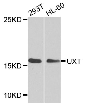 UXT Antibody - Western blot analysis of extracts of various cells.