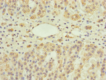 UXT Antibody - Immunohistochemistry of paraffin-embedded human adrenal gland tissue at dilution of 1:100