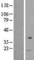 V1RL1 / VN1R1 Protein - Western validation with an anti-DDK antibody * L: Control HEK293 lysate R: Over-expression lysate