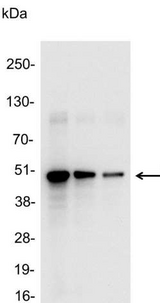 V5 Tag Antibody - Detection of V5-tagged fusion protein in 200, 100, and 50ng of E. coli lysate