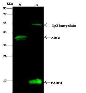V5 Tag Antibody - V5 tag was immunoprecipitated using: Lane A: 0.5 mg V5-ARG1-His transfected 293 Whole Cell Lysate. Lane B: 0.5 mg V5-mFABP4-His transfected 293 Whole Cell Lysate. 2 uL anti-V5 tag mouse monoclonal antibody and 15 ul of 50% Protein G agarose. Primary antibody: Anti-V5 tag mouse monoclonal antibody, at 1:100 dilution. Secondary antibody: Dylight 800-labeled antibody to Mouse IgG (H+L), at 1:7500 dilution. Developed using the odssey technique. Performed under reducing conditions.