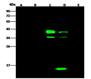 V5 Tag Antibody - Anti-V5 Tag mouse monoclonal antibody at 1:500 dilution. Lane A: his-ARG1-V5 transfected 293 cell Lysate (60ug). Lane B: mFABP4-V5-his transfected 293 cell Lysate (60ug). Lane C: V5-ARG1-his transfected 293 cell Lysate (10ug). Lane D: V5-mFABP4-his transfected 293 cell Lysate (20ug). Lane E: Negative control transfected 293 cell Lysate (30ug) Secondary: Goat Anti-Mouse IgG H&L (Dylight800) at 1/15000 dilution. Developed using the Odyssey technique. Performed under reducing conditions.