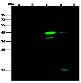 V5 Tag Antibody - Anti-V5 Tag mouse monoclonal antibody at 1:500 dilution. Lane A: his-ARG1-V5 transfected 293 cell Lysate (60ug). Lane B: mFABP4-V5-his transfected 293 cell Lysate (60ug). Lane C: V5-ARG1-his transfected 293 cell Lysate (10ug). Lane D: V5-mFABP4-his transfected 293 cell Lysate (20ug). Lane E: Negative control transfected 293 cell Lysate (30ug) Secondary: Goat Anti-Mouse IgG H&L (Dylight800) at 1/15000 dilution. Developed using the Odyssey technique. Performed under reducing conditions.