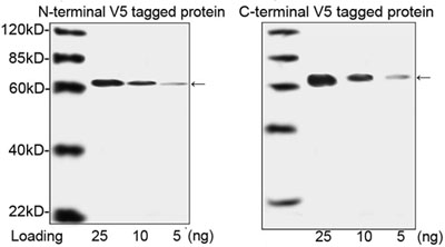 V5 Tag Antibody - Western blot analysis of N-terminal V5 tagged fusion protein and C-terminal tagged fusion protein using THE TM V5 Tag Antibody [Biotin], mAb, Mouse. The signal was developed with Streptavidin-HRP conjugate and LumiSensor TM HRP Substrate Kit
