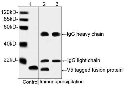 V5 Tag Antibody - Western blot analysis of immunoprecipitates from V5-tagged protein transfected HEK293 cell lysates using THE TM V5 Antibody, mAb, Mouse. Lane 1: V5-tagged protein transfected HEK293 cell lysate as control. Lane 2-3: Immunoprecipitates of V5-tagged protein transfected and non-transfected HEK293 cell lysate with V5 Antibody, mAb, Mouse. The signal was developed with IRDye TM 800 Conjugated affinity Purified Goat Anti-Mouse IgG.