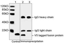 V5 Tag Antibody - Western blot analysis of immunoprecipitates from V5-tagged protein transfected HEK293 cell lysates using THE TM V5 Antibody, mAb, Mouse. Lane 1: V5-tagged protein transfected HEK293 cell lysate as control. Lane 2-3: Immunoprecipitates of V5-tagged protein transfected and non-transfected HEK293 cell lysate with V5 Antibody, mAb, Mouse. The signal was developed with IRDye TM 800 Conjugated affinity Purified Goat Anti-Mouse IgG.