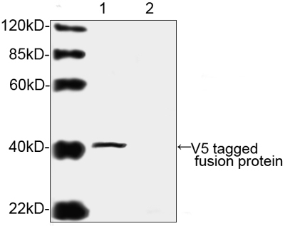V5 Tag Antibody - Superior specificity assay of transfected cell lysates using Western blot with THE™ V5 Antibody, mAb, Mouse. Lane 1: V5-tagged protein transfected CHO cell lysate. Lane 2: Non-transfected CHO cell lysate. The signal was developed with IRDye TM 800 Conjugated affinity Purified Goat Anti-Mouse IgG.