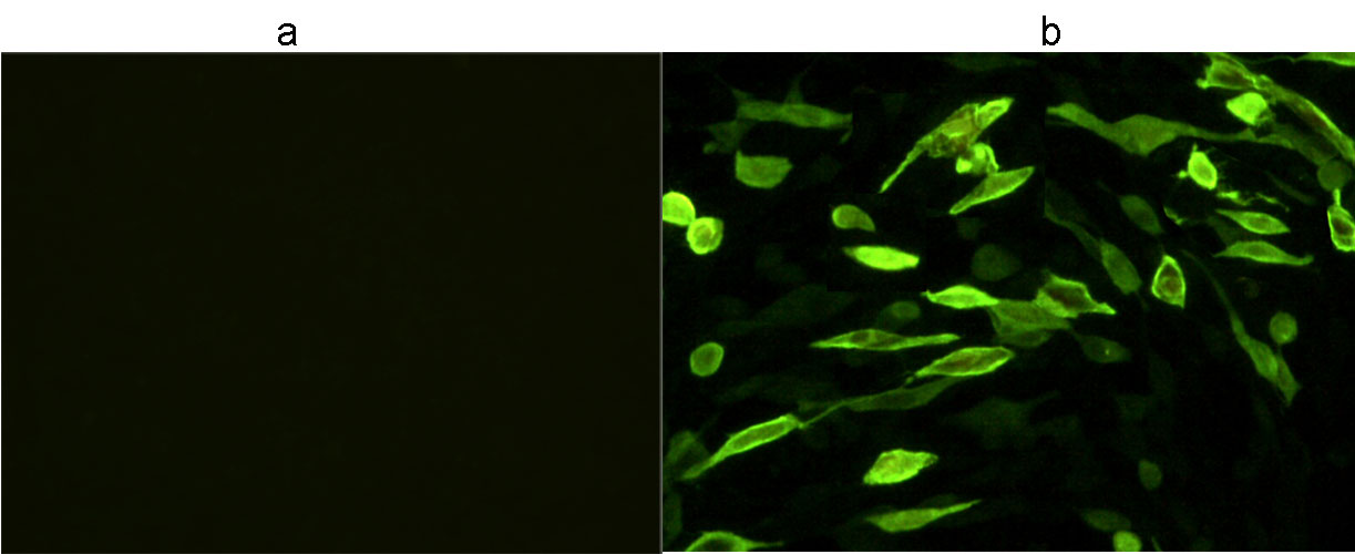 V5 Tag Antibody - Immunocytochemistry/Immunofluorescence analysis of non-transfected CHO cells (a) or V5-tagged protein transfected CHO cells (b) using THE TM V5 Tag Antibody [iFluor 488], mAb, Mouse.