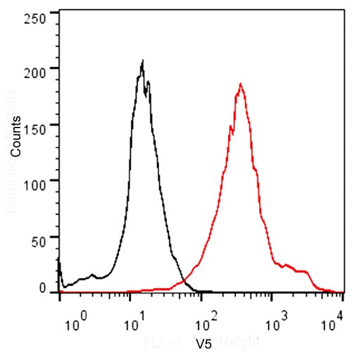 V5 Tag Antibody - Flow cytometric analysis of non-transfected CHO cells (Black) or V5-tagged protein transfected CHO cells (Red) using THE TM V5 Tag Antibody [iFluor 488], mAb, Mouse.