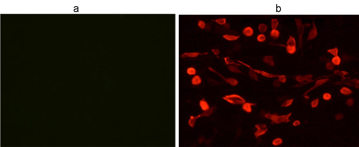 V5 Tag Antibody - Immunocytochemistry/Immunofluorescence analysis of non-transfected CHO cells (a) and V5-tagged protein transfected CHO cells (b) using THE TM V5 Tag Antibody [iFluor 555], mAb, Mouse.