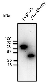 V5 Tag Antibody - Western blot. Anti-V5 antibody at 1:1000 dilution. MBP-V5 recombinant protein and 293 cells transfected with V5-mCherry. Lysate at 100 ug per lane. Rabbit polyclonal to goat IgG (HRP) at 1:10000 dilution.