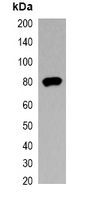 V5 Tag Antibody - Western blot analysis of over-expressed V5-tagged protein in 293T cell lysate.