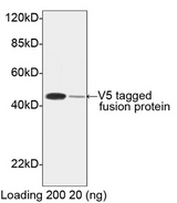 V5 Tag Antibody - Western blot of V5-tagged fusion protein using V5-tag Antibody [HRP], pAb, Rabbit (V5-tag Antibody [HRP], pAb, Rabbit, 1 ug/ml) The signal was developed with LumiSensor HRP Substrate Kit Predicted Size: 52 kD Observed Size: 52 kD This image was taken for the unconjugated form of this product. Other forms have not been tested.