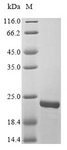 Smallpox-A27L Protein - (Tris-Glycine gel) Discontinuous SDS-PAGE (reduced) with 5% enrichment gel and 15% separation gel.