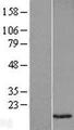 VAMP1 / VAMP-1 Protein - Western validation with an anti-DDK antibody * L: Control HEK293 lysate R: Over-expression lysate