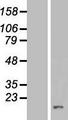 VAMP1 / VAMP-1 Protein - Western validation with an anti-DDK antibody * L: Control HEK293 lysate R: Over-expression lysate