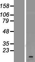 VAMP1 / VAMP-1 Protein - Western validation with an anti-DDK antibody * L: Control HEK293 lysate R: Over-expression lysate
